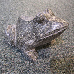 American Bull Frog